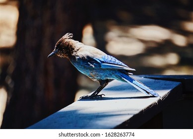 Blue Bird Found Perching On The Porch Of A Cabin In Lake Tahoe In The Late Summer.