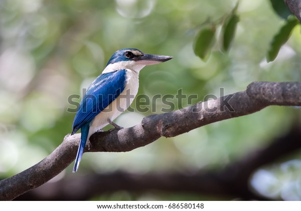 Blue bird was to hide from the sun under a\
tree.Collared kingfisher,\
Thailand