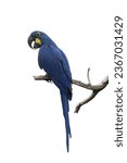 Blue Bird Hyacinth macaw parrot biggest Macaw Standing on a dry branch, looking at the camera isolated on white background. This has clipping path.