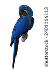 Blue bird Hyacinth macaw parrot Body and wing feathers are dark blue with yellow eye rims. The base of the mouth is yellow. The beak is black isolated on white background. This has clipping path.    