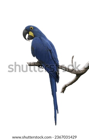 Blue Bird Hyacinth macaw parrot biggest Macaw Standing on a dry branch, looking at the camera isolated on white background. This has clipping path.