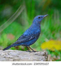 Blue bird, male Blue Rock-Thrush (Monticola solitarius), standing on the log, side profile