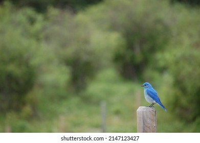 Blue Bird On A Fence Post