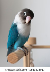 Blue Bird Perch Toy Lovebird Pet