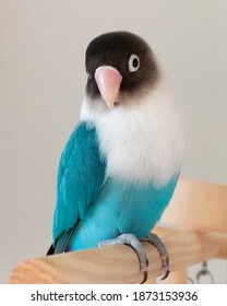 blue bird perch toy lovebird pet