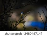 A blue bird perched on a branch at night