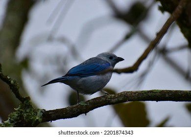 blue bird posing on tree branch

￼


