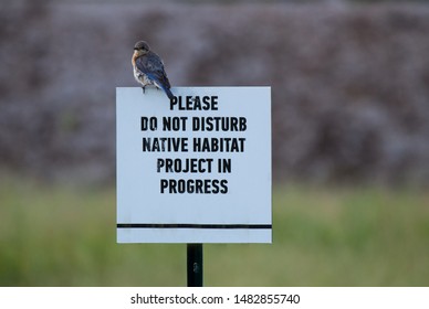 Blue Bird Sitting On Top Of Habitat Restoration Sign.