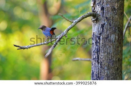 blue bird from Srilanka
