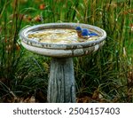 Blue bird taking a bath