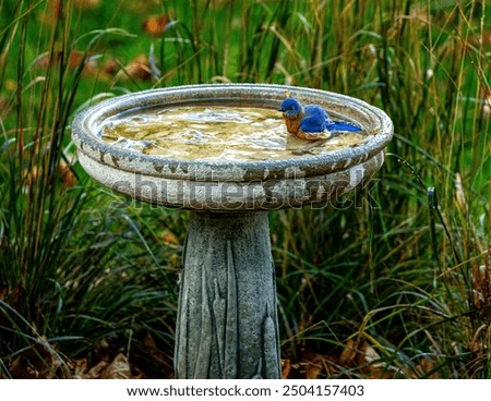 Blue bird taking a bath