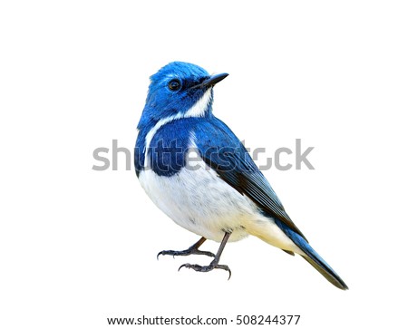 Blue bird, Ultramarine Flycatcher (superciliaris ficedula) fully standing with detail from head to toes, exotic nature