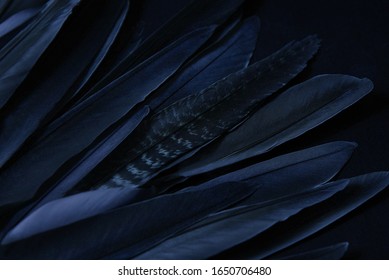 Blue Bird Wing Feathers Detail, Closeup Dark Background