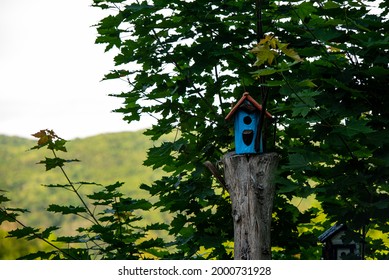 Blue birdhouse on top of a tree stomp with thick green leaves and sky in the background