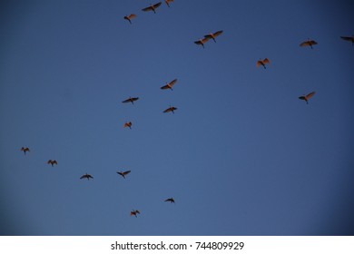Blue birds background - Shutterstock ID 744809929
