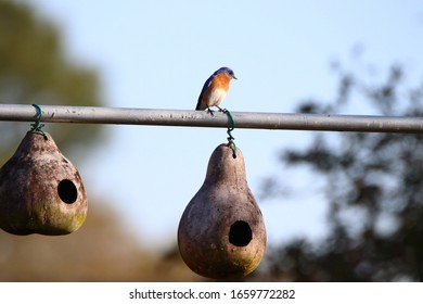 261 Nest Gourds Images, Stock Photos & Vectors | Shutterstock