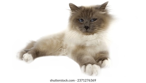 Blue Birmanese Domestic Cat, Adult laying against White Background