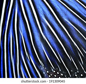 Blue And Black Bird Feathers Close Up Details For Texture Background