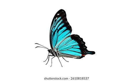 A blue and black butterfly sitting on a white background, ideal for use in designs related to nature or wildlife.