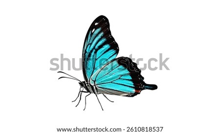 A blue and black butterfly sitting on a white background, ideal for use in designs related to nature or wildlife.