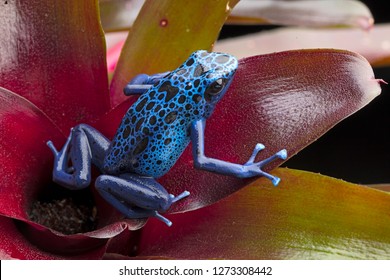 Blue and black poison dart frog, Dendrobates azureus. A beautiful poisonous rain forest animal in danger of extinction. Pet amphibian in a rainforest terrarium. 