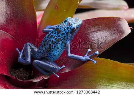 Blue and black poison dart frog, Dendrobates azureus. A beautiful poisonous rain forest animal in danger of extinction. Pet amphibian in a rainforest terrarium. 

