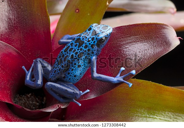 Blue and black poison dart\
frog, Dendrobates azureus. A beautiful poisonous rain forest animal\
in danger of extinction. Pet amphibian in a rainforest terrarium.\
\
