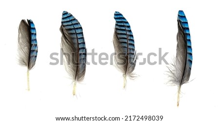 blue with black striped jay feather on white isolated background ストックフォト © 