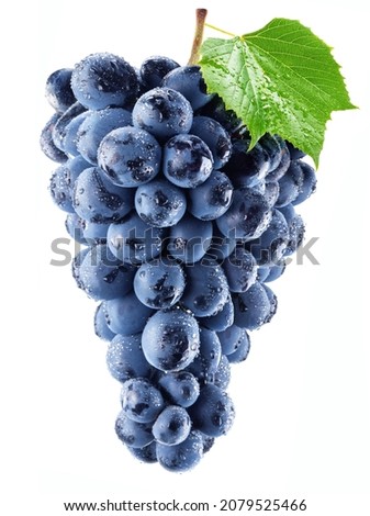 Blue black table grape. Washed bunch of grape with leaf and water drops isolated on white background.