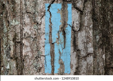 Blue Blaze On Tree Marking The Springer Mountain Approach Trail On The Appalachian Trail At Amicalola Falls State Park In Georgia.