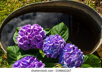 Blue blooming hydrangea or hortensia flowers with water bowl in the background. Floriculture or plant breeding concept