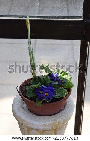 blue blooming primrose flowers in a pot