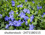 Blue blooms of vinca minor flowers on groundcover vines with fresh green leaves, as a nature background
