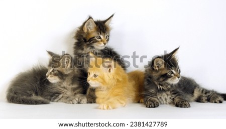 Blue Blotched Tabby, Brown Tortie Blotched Tabby, Cream Blotched Tabby and Brown blotched Tabby, Maine Coon, Domestic Cat, Kittens against White Background, Normandy in France