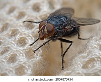 Blue Blowfly, Blaue Schmeissfliege (Calliphora Vomitoria)