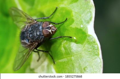 Blue Blowfly Close Up On Leaf