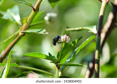 Blue Blowfly, Insect Found On A Riverbank.