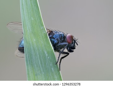 Blue Blowfly With Red Eyes On A Leaf