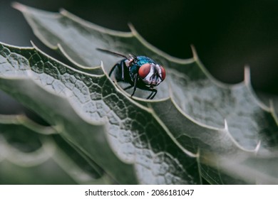 Blue Blowfly Resting On A Tree Leaf