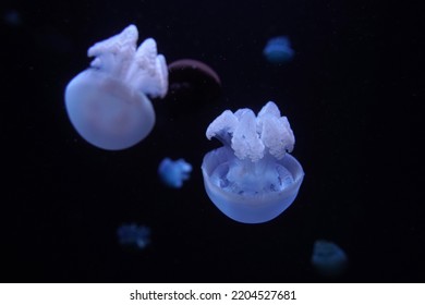 Blue Blubber Jelly Jellyfish Underwater