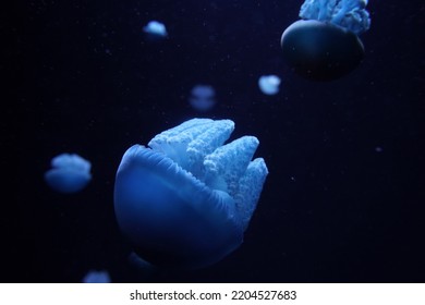 Blue Blubber Jelly Jellyfish Underwater