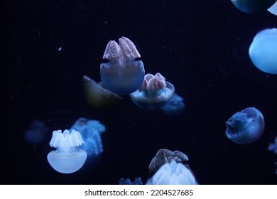 Blue Blubber Jelly Jellyfish Underwater