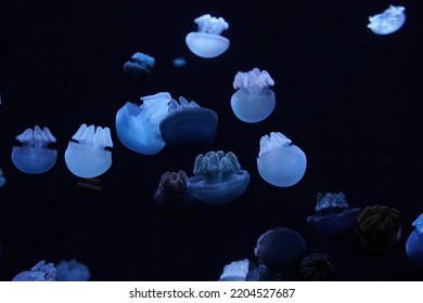 Blue Blubber Jelly Jellyfish Underwater