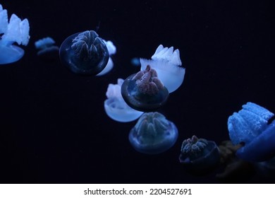 Blue Blubber Jelly Jellyfish Underwater