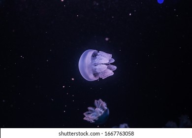 Blue blubber jellyfish in the dark water. Catostylus mosaicus.