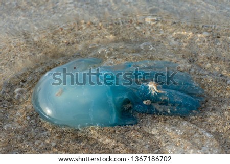 Blue blubber (or Jelly Blubber) Jellyfish (Catostylus mosaicus) wash up on shore during the Jellyfish season in the United Arab Emirates, near Dubai. Caution at beaches. Close up view with crab on it.
