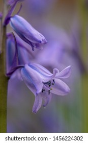 Blue Bluebell In The Garden