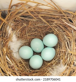 Blue Bluebird Eggs In A Nest