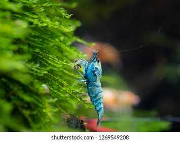 Blue Bolt Aquarium Shrimp Eating While Hanging From Christmas Moss In Freshwater Tank