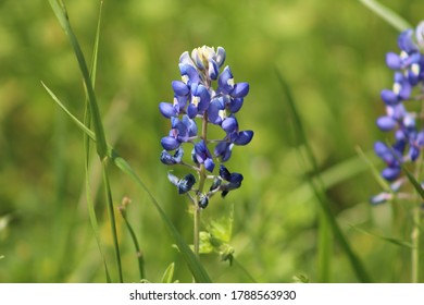 Blue Bonnet Flower, Texas, Nature, Grass, Texas State Flower 